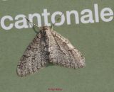 Rinden Zackenbinderspanner